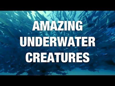 The best underwater photography: Amazing sea creatures