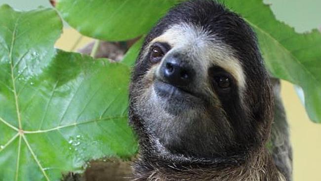 Sloths: Eight things you didn't know  — Australia's leading  news site