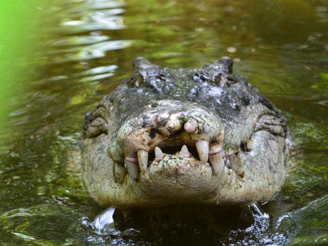 A salt water crocodile, also called a saltie or estuarine crocodile, shows its teeth in Queensland, Australia. Picture: iStock.