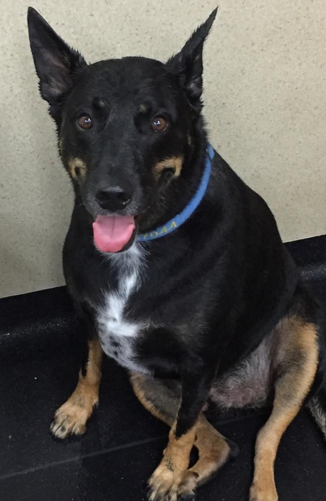 Fattest 2025 german shepherd