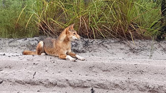 A dingo on Fraser Island.