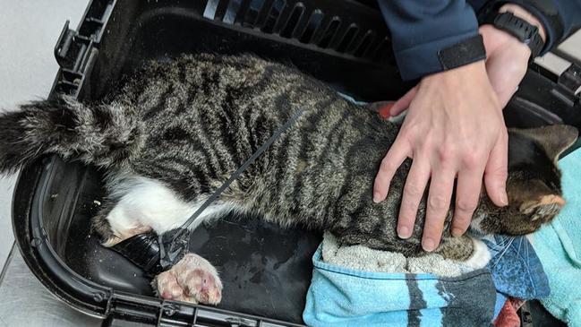 A cat was dumped with its legs cable tied and bound in duct tape at Ferntree Gully’s Wally Tew Reserve. Picture: Supplied.