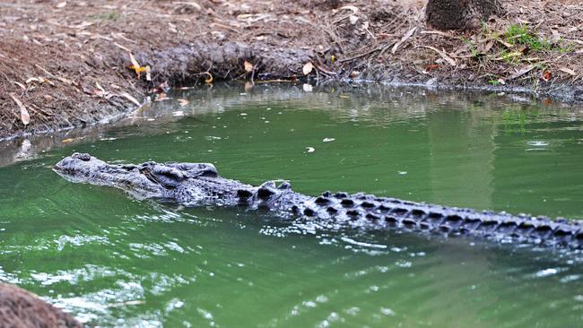 One-eyed Crocodile Removed From Townsville’s Strand Moves Into 