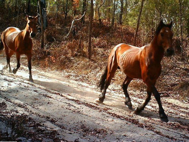 A photo of a feral horse on K'gari captured in 2014.