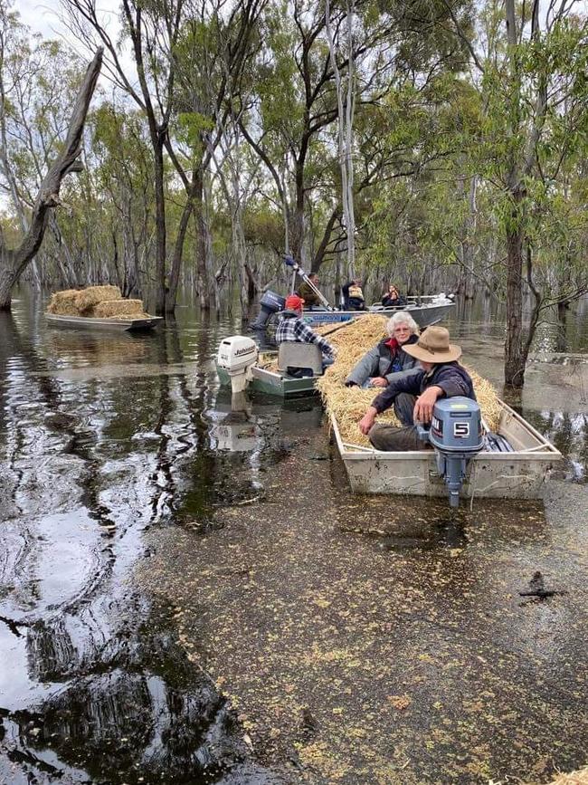 Barmah Brumby Preservation Group volunteers take their tinnies of hay out to stranded brumbies. Picture: Dean Marsland