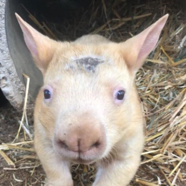 The colour is cause by a rare gene. Picture: Instagram/Ballarat Wildlife Park