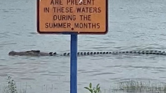 Large crocodiles are known to frequent the area near the boat ramp.