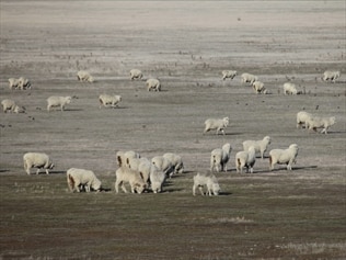 New models show Australians can expect intense droughts during El Nino years due to climate change.