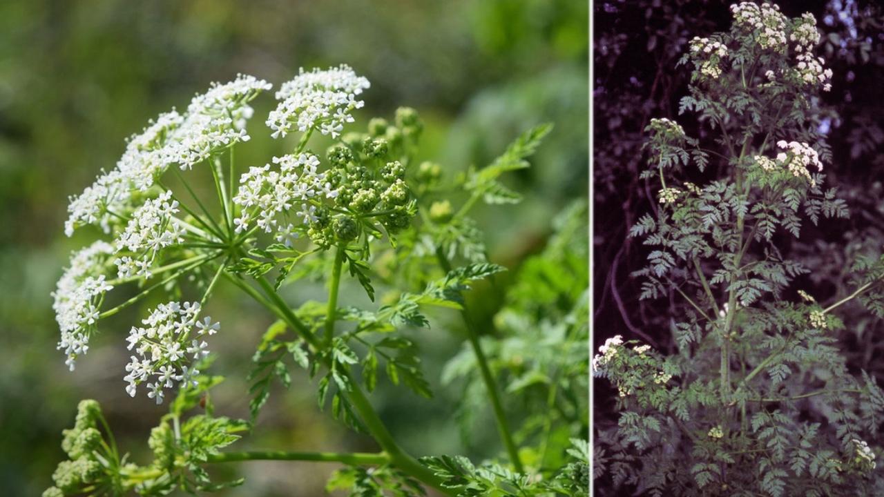 Hemlock – Conium maculatum. Picture: Djtanng