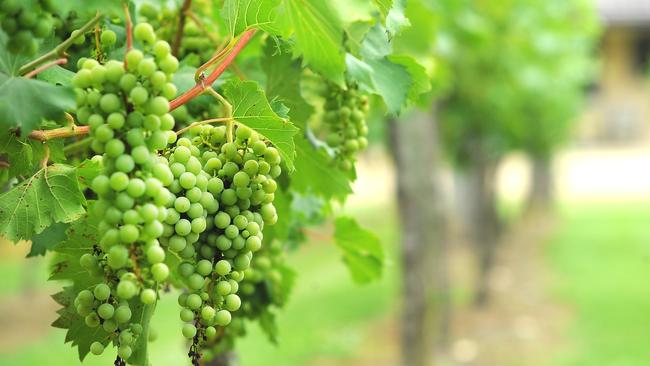 The two men charged are both Murray Darling winery operators. Picture: Leigh Jensen