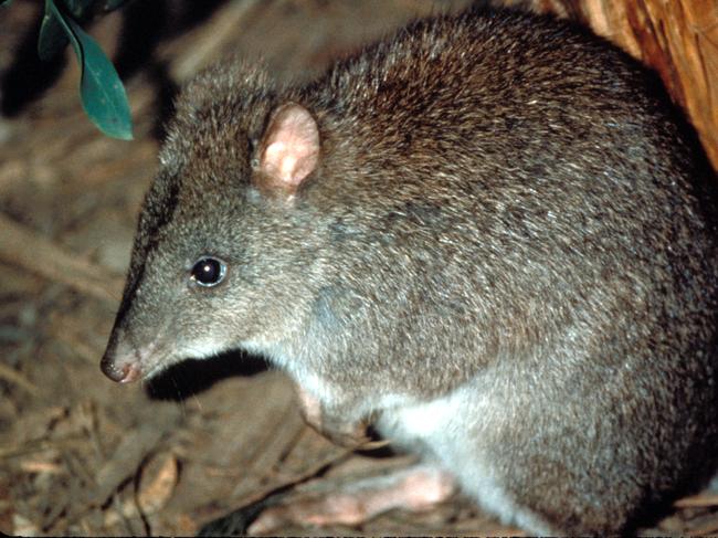 Much of rare long-footed potoroo habitats in NSW have been destroyed by fire.