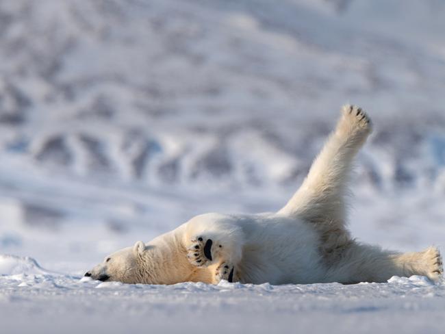 Comedy Wildlife Photography Award Finalist: A polar bear lounges in the snow, September 2018. Picture: Roie Galitz / CWPA / Barcroft Images