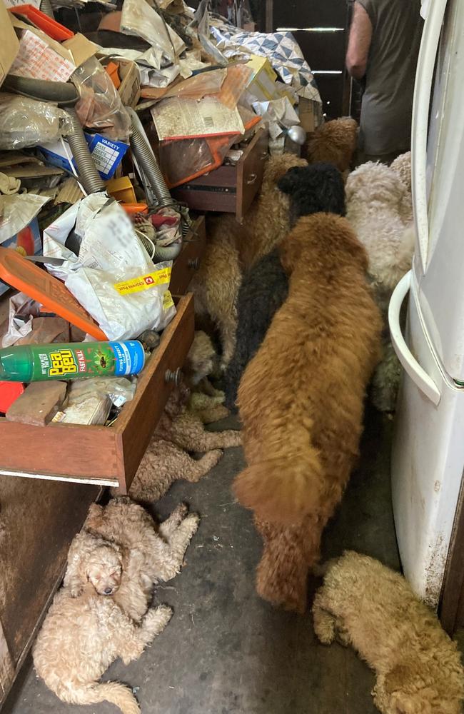 The seized dogs showed signs of serious health issues, including heart disease, breathing difficulties, anxiety, skeletal problems, and skin allergies. Picture: RSPCA WA