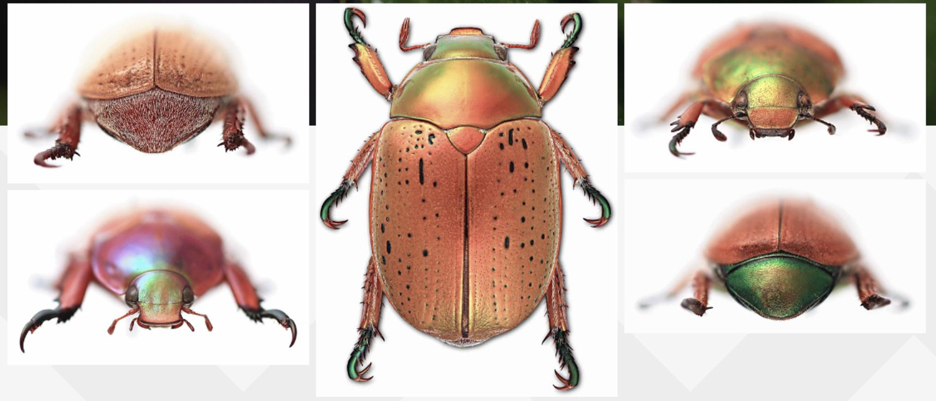 A guide to identifying Christmas beetles. Picture: Australia Museum.