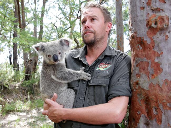 Wildlife warrior Tim Faulkner, pictured with furry friend Pippa, is calling for more to be done to save the rapidly dwindling koala population in Australia. Picture: Mark Scott