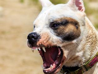REVEALED: Gold Coast’s worst suburbs for dog attacks