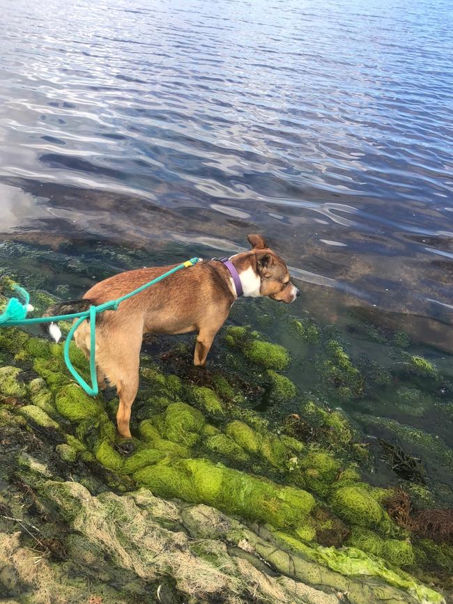 Fresh filamentous algae washing up on shore. Picture: Trish Baily