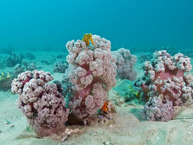 A seahorse hiding in a cluster of Cauliflower Coral. Photo: Dr David Harasti.