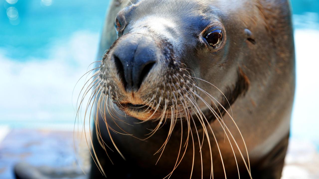 Sea lion killed with arrow on Kangaroo Island, sparking investigation ...