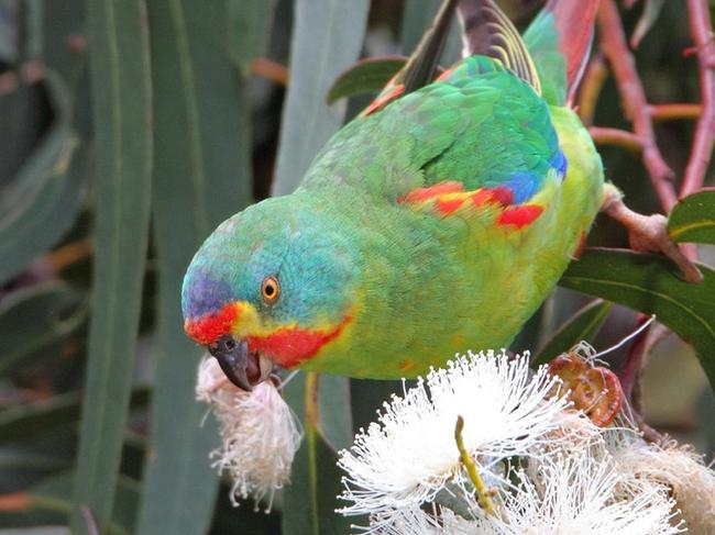 Swift parrot. Picture: SUPPLIED