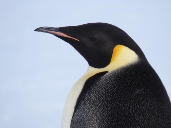 Lone emperor penguin spotted on the sea ice offshore from Cape Denison. It is one of the images that form part of the 2022 Australian Antarctic Festival Expeditioners' Exhibition: Cape Denison 2021-22 at the TMAG Bond Store from August 25 to September 4. Picture: David Killick