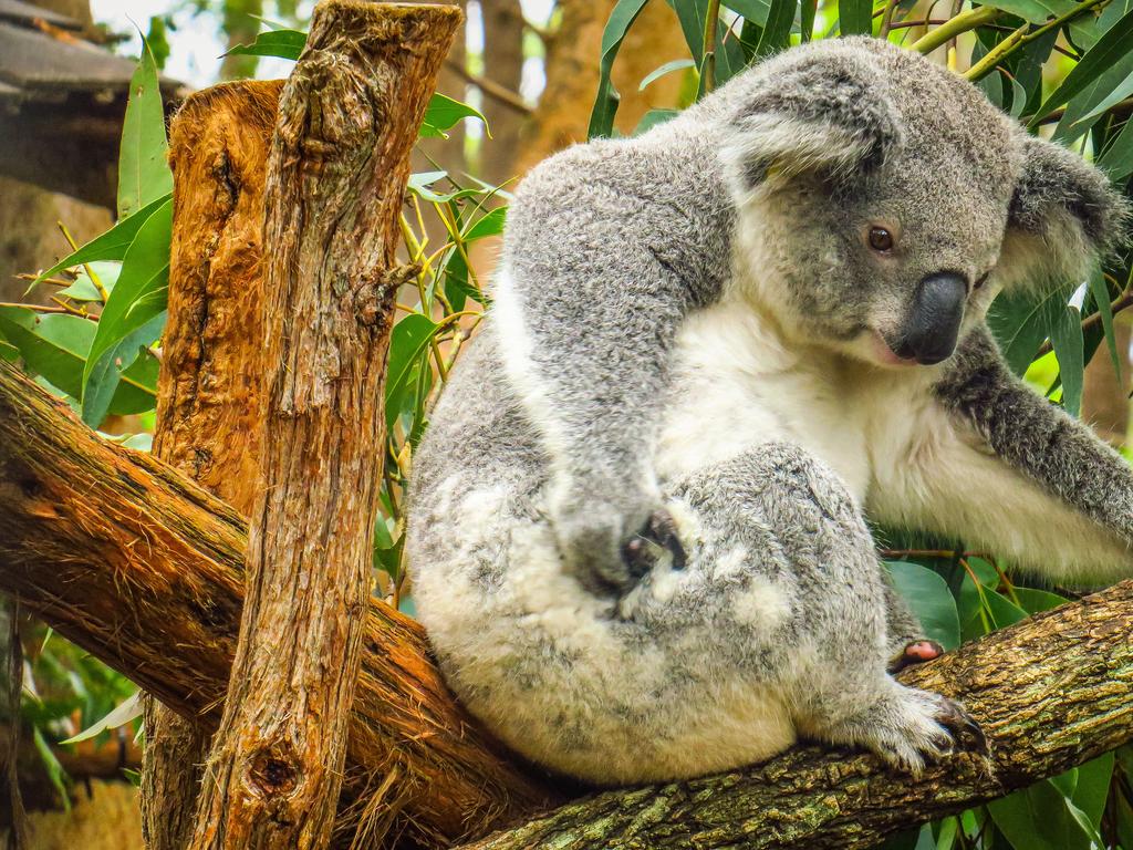 <span>13/21</span><h2>Port Macquarie</h2><p>We all need some TLC sometimes, and our native bears are no exception. The <a href="https://www.koalahospital.org.au/" target="_blank">Koala Hospital</a> in Port Macquarie is reason enough to visit this coastal town just over four hours north of Sydney. The kids can plant a tree, adopt a wild koala, and observe koala treatment and feeding time. Stay in nearby Port Macquarie which boasts beaches, rainforests, convict-built architecture, camel safaris, kayaking, and Aboriginal art.</p>