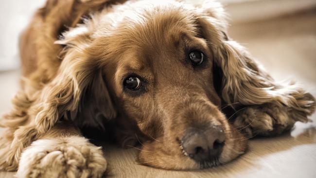 A Flight Centre executive had to cancel his trip to India because his dog chewed up his passport.