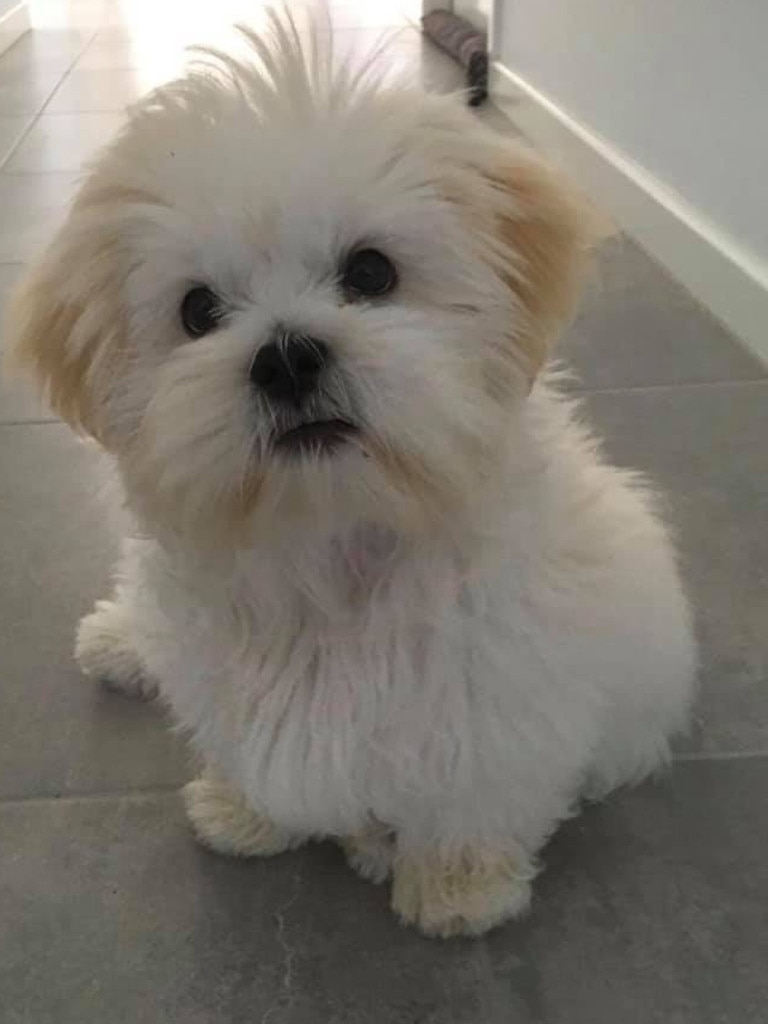 Ayla the Lhasa Apso, 7 months. Photo Aleesha Maynard