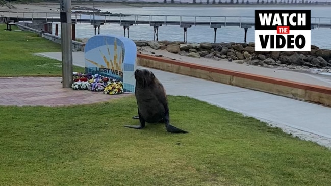 Harold the seal helping out at Beachport, SA building site