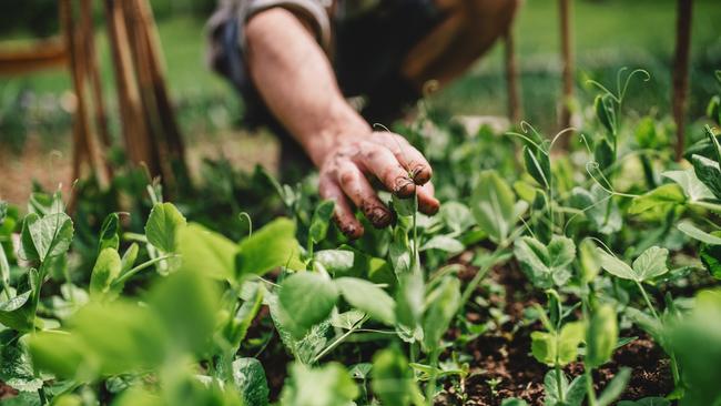 Green fingers: this’ll be you in no time. Picture: Getty Images