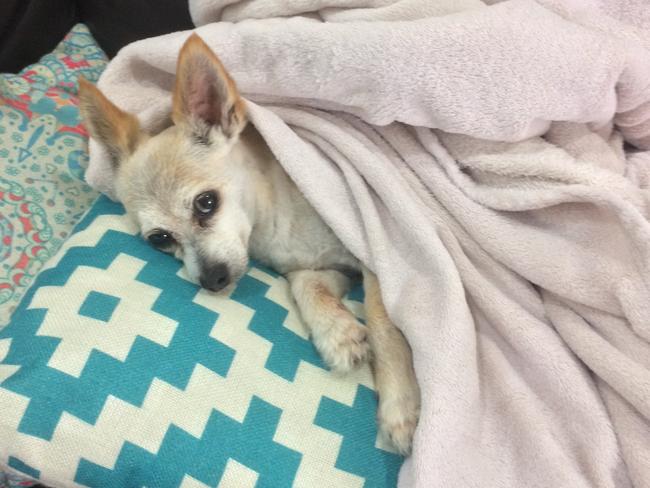 PEANUT: Oh it’s a tough life being a dog! Peanut appreciates his creature comforts after a hard day of being adored.
