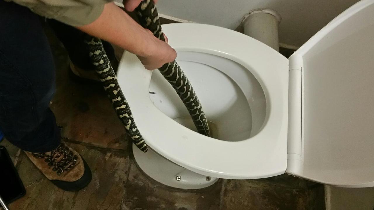 Snake catcher Jasmine Zeleny rescues a 1.6m carpet python from the Chapel Hill toilet. Picture: Helen Richards