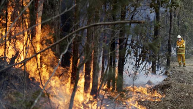 A firefighter manages a controlled burn near Tomerong in NSW. Picture: AP