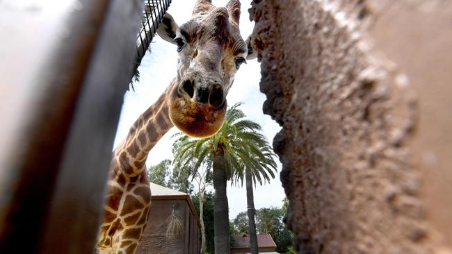 Adelaide Zoo’s last giraffe Kimya is moving to Sydney. Picture: Tricia Watkinson