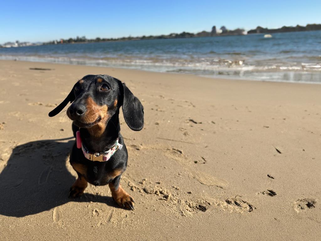 Valerie the missing sausage dog on KI. Picture: Supplied