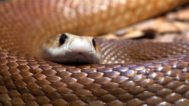 Cairns man fights for life after taipan bite | Gold Coast Bulletin