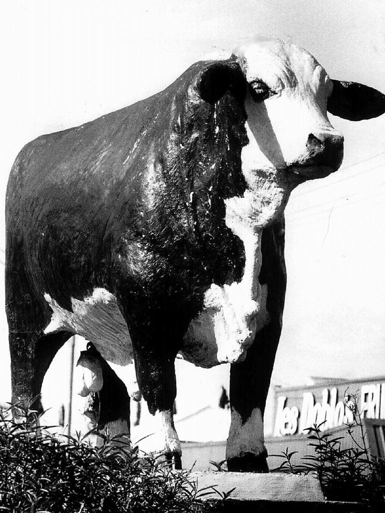 There are six big bull statues across Rockhampton in central Queensland.