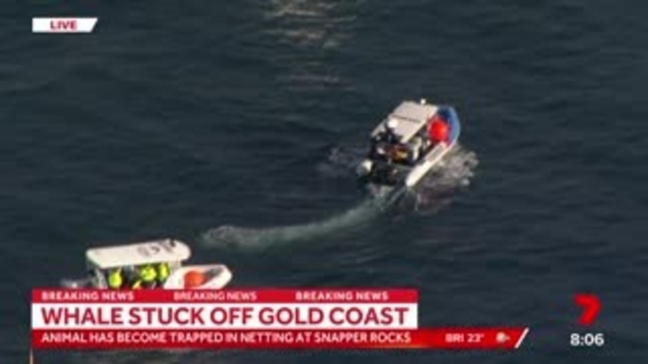 Sea World workers helped release the whale, who became entangled in a shark net off the Gold Coast. Source: Channel 7