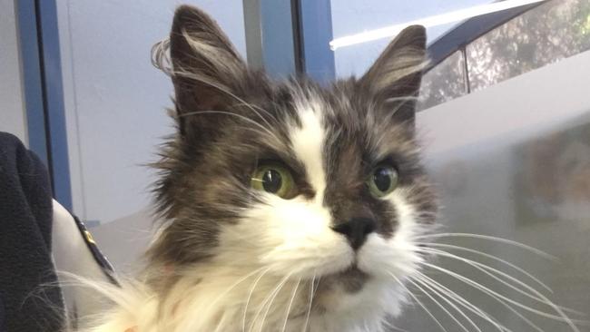 Despite weeks of treatment, vets were unable to save Lightning who had to be euthanised after being diagnosed with kidney failure following neglect. Picture: RSPCA.