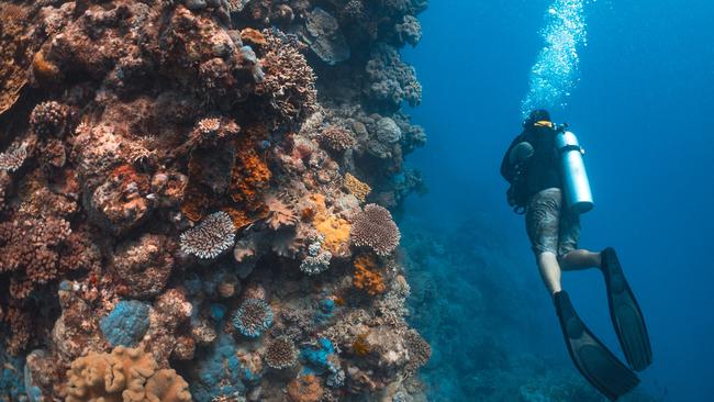 Scuba diving on the Great Barrier Reef. Picture: TEQ