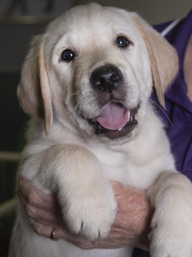 A maximum of 20 dogs would be allowed at the daycare per day. Picture: File