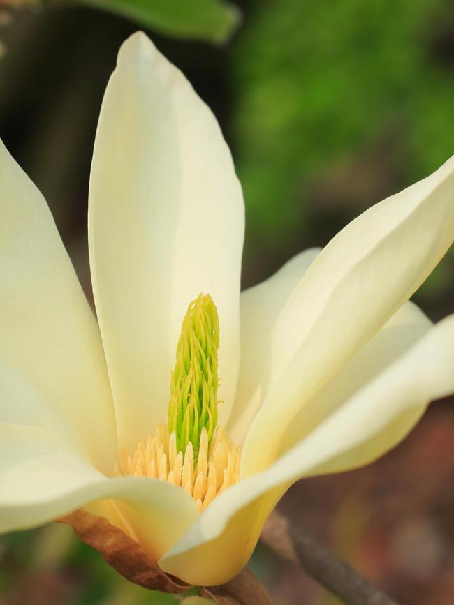 Magnolia 'Elizabeth'.