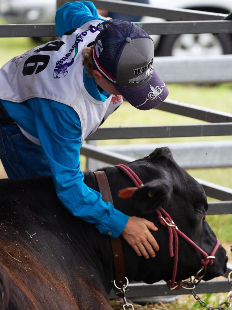 The cows were well taken care of by the camp attendees.