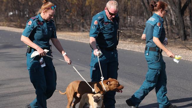 Ambulance officers rescue a couple lost dogs from the Tara fires. Picture: Liam Kidston