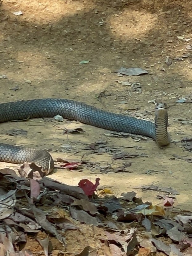 Surfing legend Joel Parkinson's mountain bike ride was brought to a halt by a large brown snake. Picture; Instagram