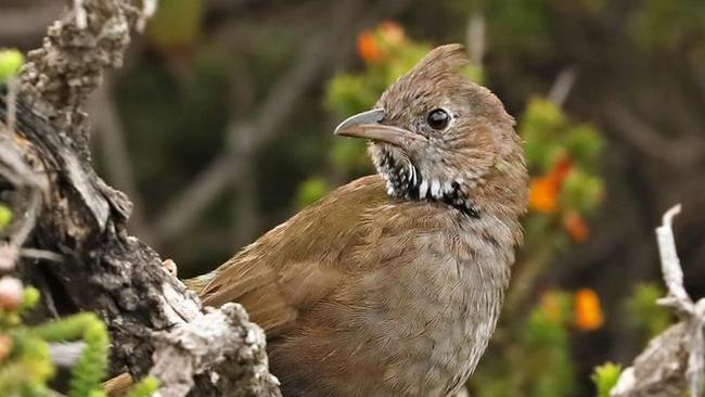 Researchers from La Trobe University have re-discovered the White-bellied whip bird. Picture: Facebook