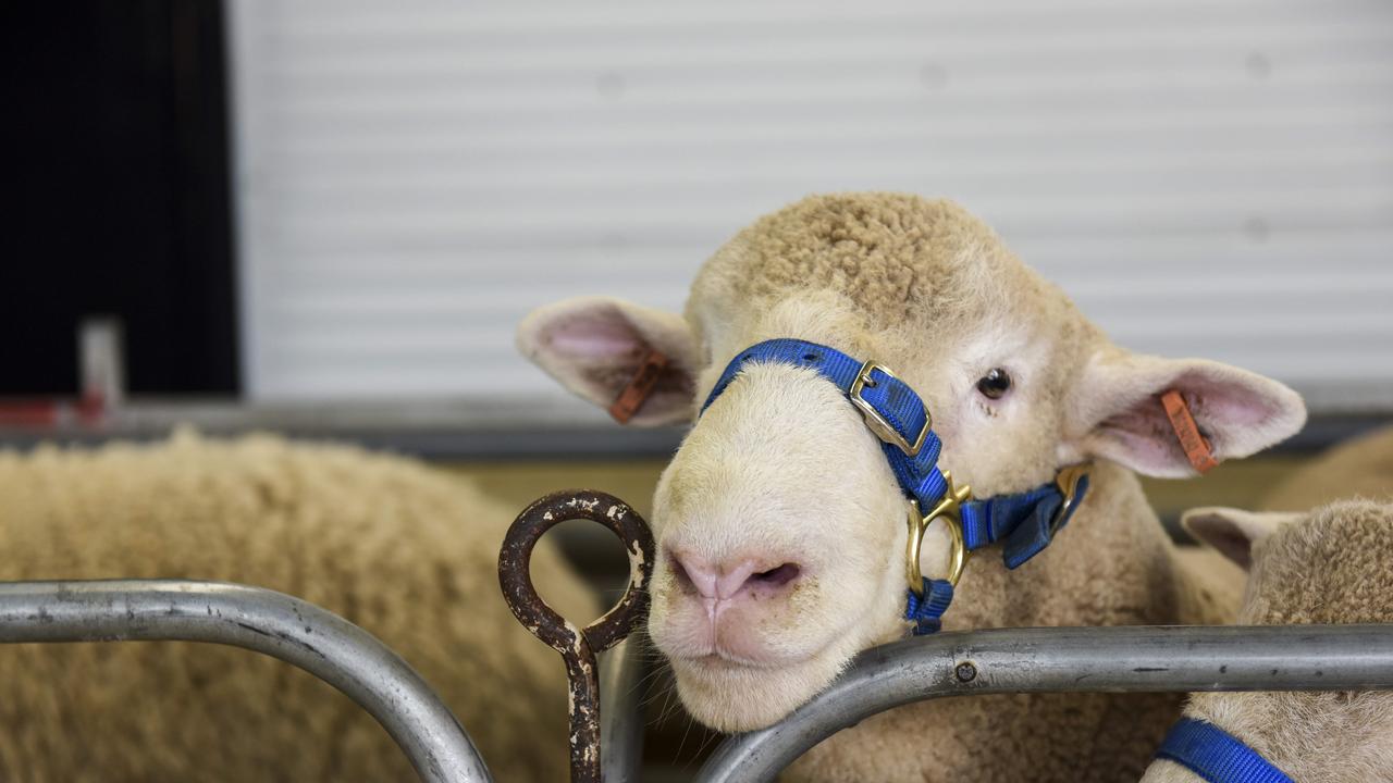 Action from the Royal Melbourne Show, on Sunday, September 22. Photo: Dannika Bonser