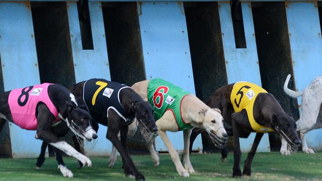 It’s been a horror week at Gosford Greyhounds.