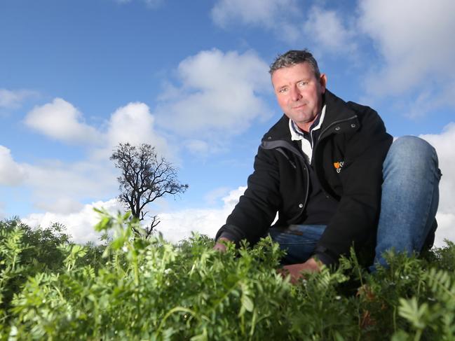 Brett Hosking, with lentil crops, Oakvale Picture Yuri Kouzmin