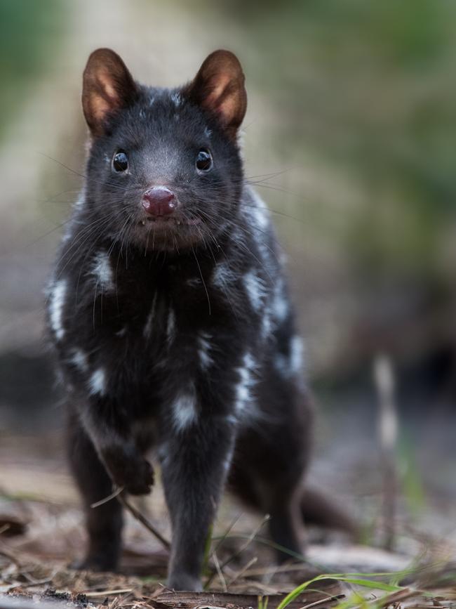 An eastern quoll. Picture: SUPPLIED